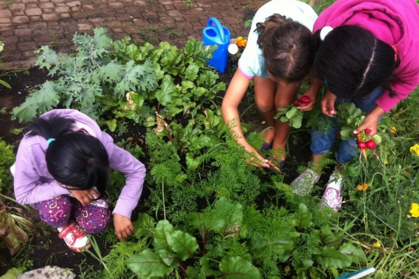 Planting Spring Greens