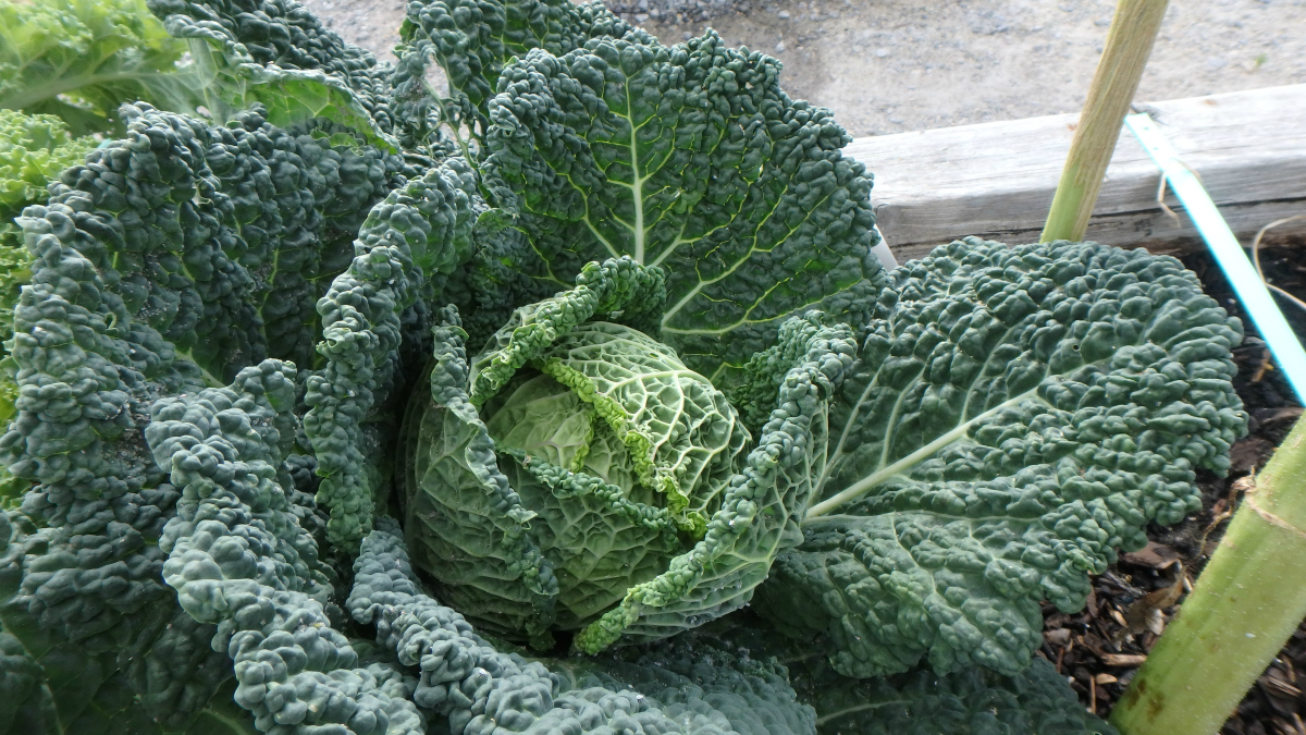 Cabbage