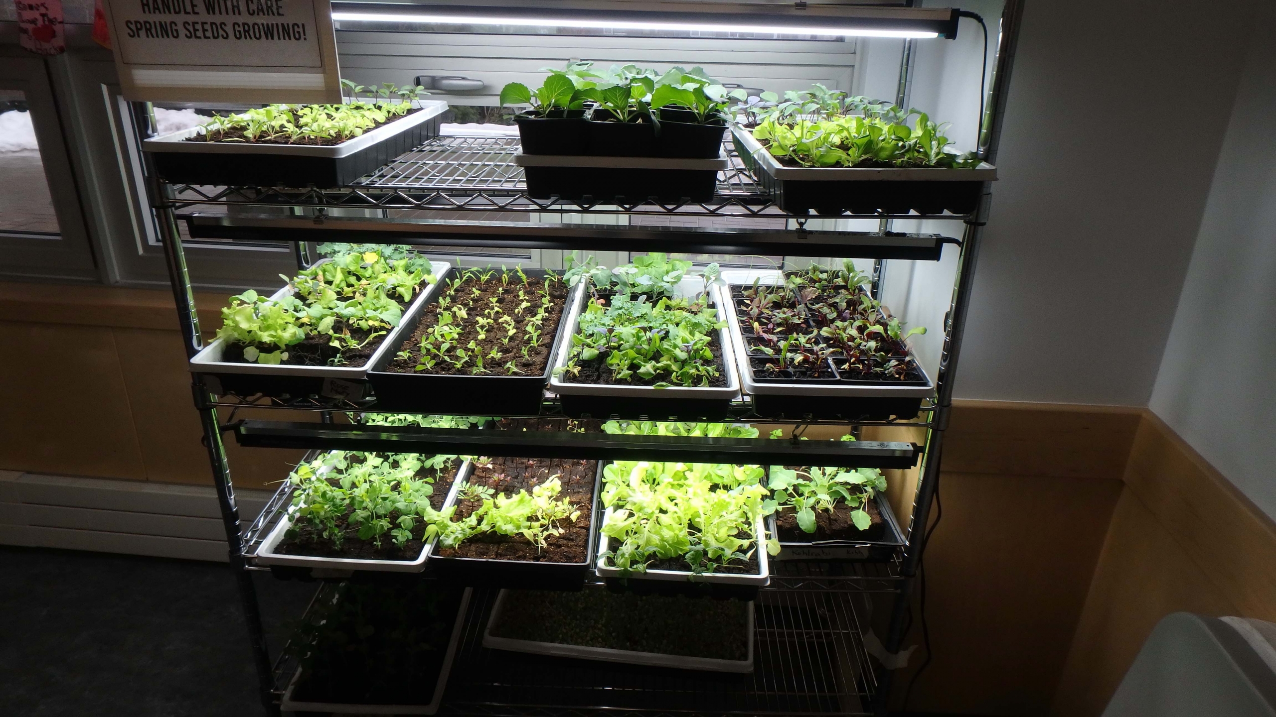 Growing Spring Greens