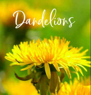 Dandelion